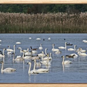 A group of swans swimming on a calm lake near reeds.