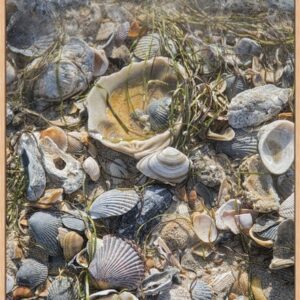 A collection of various seashells and marine debris on the beach.