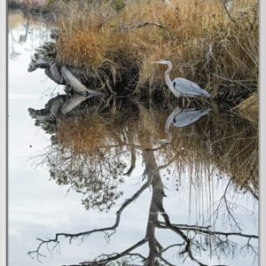A heron standing by a calm water body with reflections of trees and grasses.