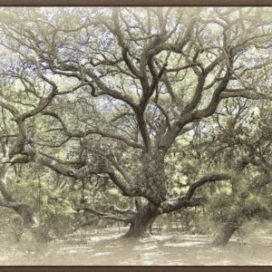 Large ancient tree with sprawling branches in a foggy forest.