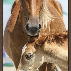 A close-up of a mare and her foal nuzzling gently.