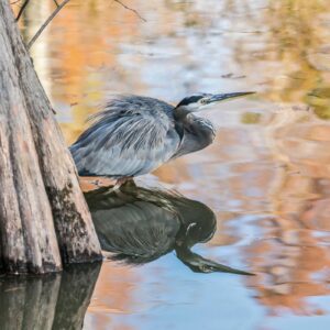 A heron resting on a log by calm water reflecting autumn colors.