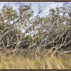 Windblown trees with twisted branches in a grassy landscape.