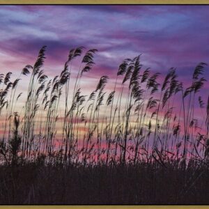 Silhouetted tall grasses against a vibrant purple and pink sunset sky.