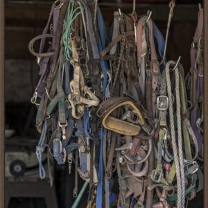 Various leather horse bridles and tack hanging in a stable.