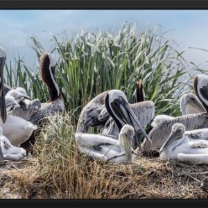 A group of pelicans resting near water and reeds.